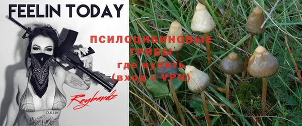 прущие грибы Балабаново